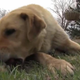 Illustration for article titled Family Dog Keeps Missing Child Safe Until Rescuers Find Them